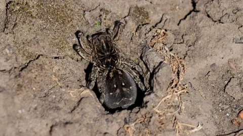The Wolf Spider running in the burrow, Lycosa singoriensis Video stock 152995939