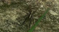 Wolf Spider (Schizocosa crassipes) - Male 1 HD Footage