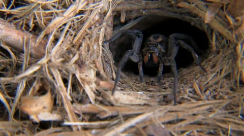 Wolf Spider sits in the doorway of its burrow Video stock 34692879
