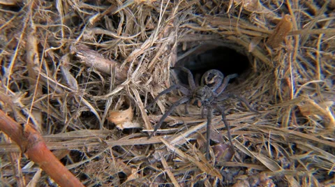 Wolf Spider sits patiently at its burrow Video stock 34756433