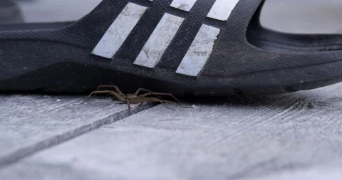 Wolf spider standing next to sandal on dock - close up Stock Footage 148713831