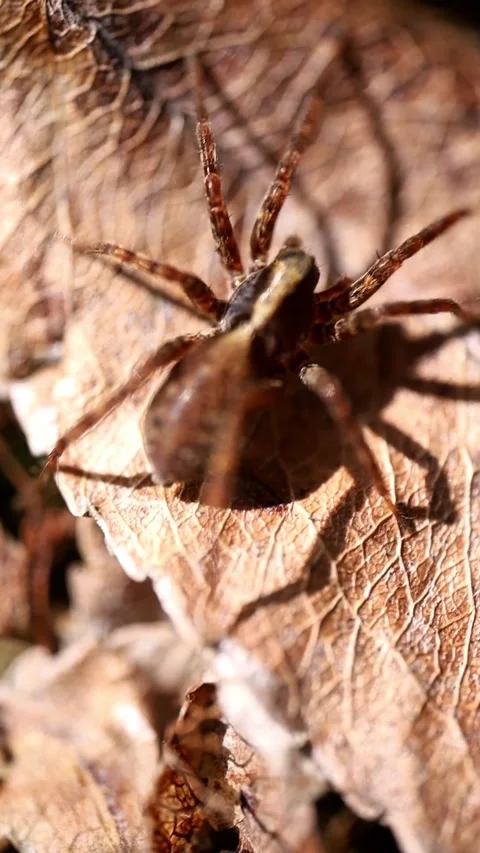 Wolf Spider Still on Leaf and Suddenly Dashing Out of Frame Video stock 341803749