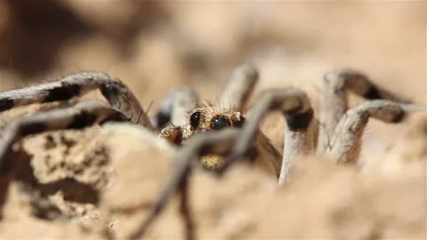 Wolf Spider waiting for prey in desert Stock Footage 147007864