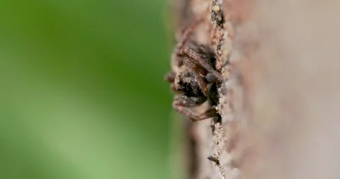 Wolf Spider Waiting on Prey Stock Footage 345666081