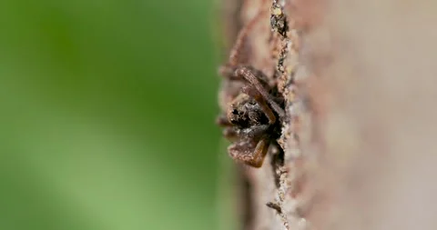 Wolf Spider Waiting on Prey Stock Footage 345666082