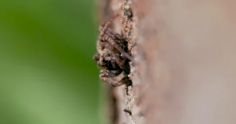 Wolf Spider Waiting on Prey Stock Footage 345666090