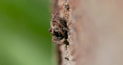 Wolf Spider Waiting on Prey Stock Footage 345666112