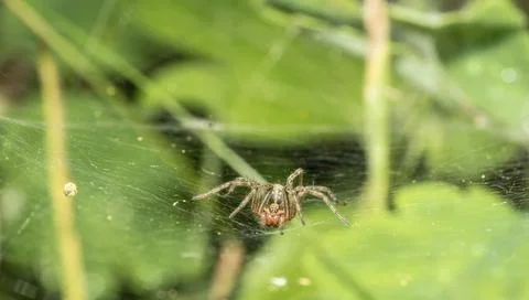 Wolf spider in a web Stock Photos