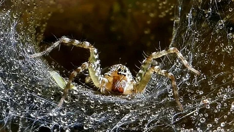 Wolf Spider when rainy on spider web. Stock Footage 79030356