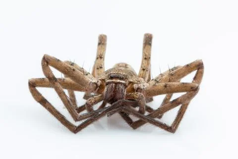 Wolf spider on white background Stock Photos