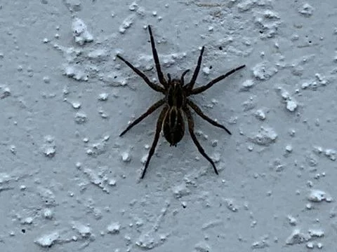 Wolf Spider on white wall Stock Photos