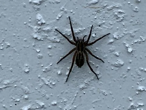 Wolf Spider on white wall Foto stock