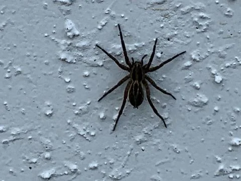 Wolf Spider on white wall Stock Photos