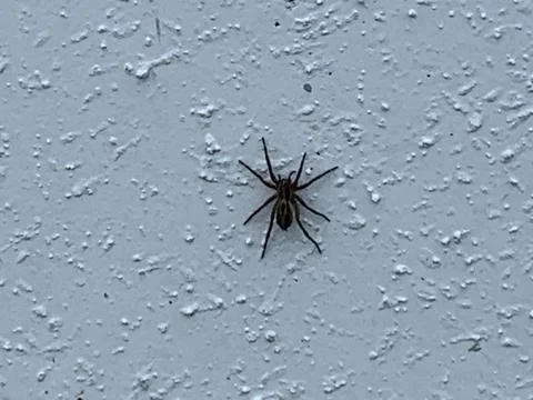 Wolf Spider on white wall Stock Photos