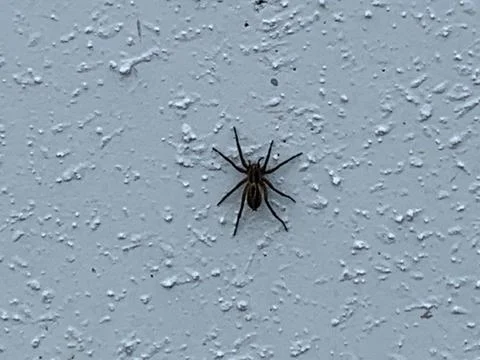 Wolf Spider on white wall Stock Photos