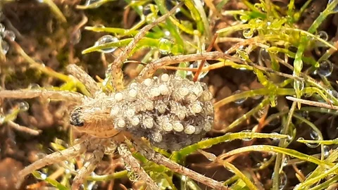 Wolf spider with young ones Stock Footage 128880593