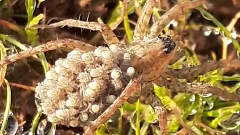 Wolf spider with young ones in its back Stock Footage 128881693