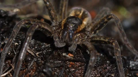 Wolf spider(lycosidae) eats close-up Stock Footage 282054411