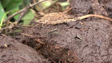 Wolf spiders,  Malaysia Stock Footage 130926236