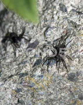 Wolf Spiders on a Stone Stock Photos