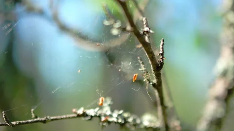 A wolf spiders web in birch twigs. Stock Footage 337432567