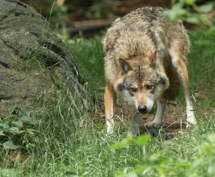 Wolf stalking Stock Photos