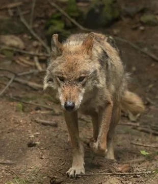 Wolf stalking Stock Photos