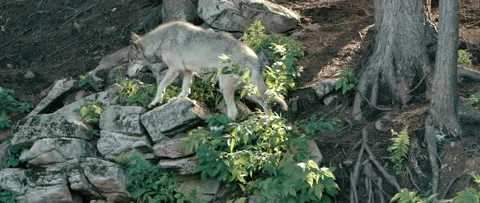 Wolf stalking through the forest Stock Footage 168329314