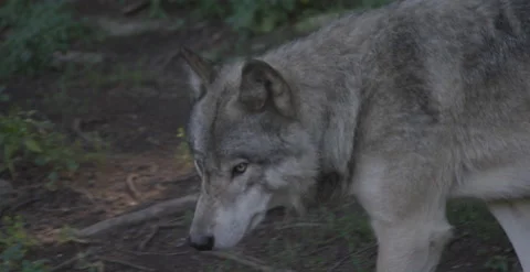 Wolf stalking through the woods Stock Footage 146150099