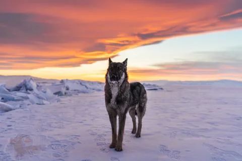 Wolf standing alone on snow in sunset at frozen lake Baikal in Siberia, Russia Stock Photos