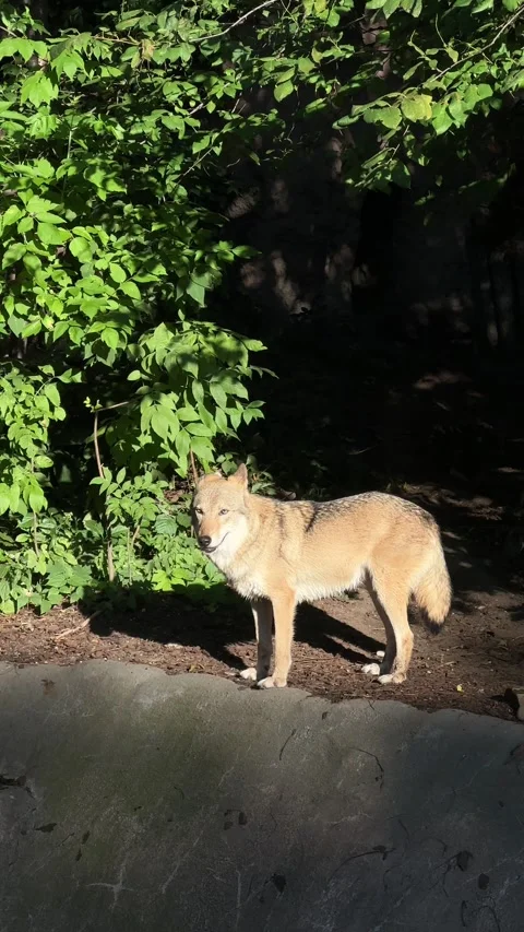 Wolf Standing and Walking in Zoo Enclosure Summer Stock Footage 327547959