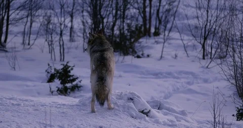 Wolf standing in beautiful winter forest at night Stock Footage 79970933
