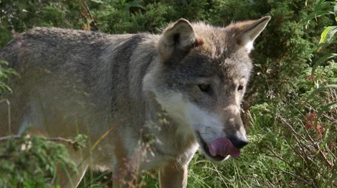 Wolf standing close up view licking tongue alerted Stock Footage 54157505