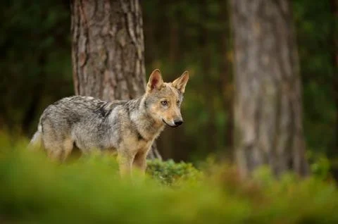 Wolf standing in forest Фото