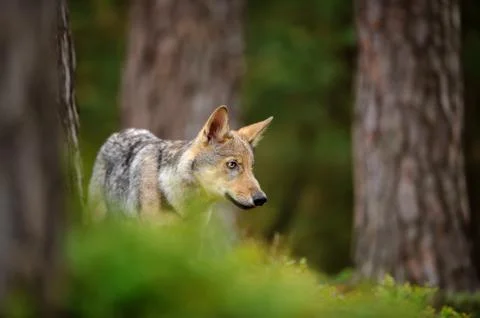 Wolf standing in forest Stock Photos