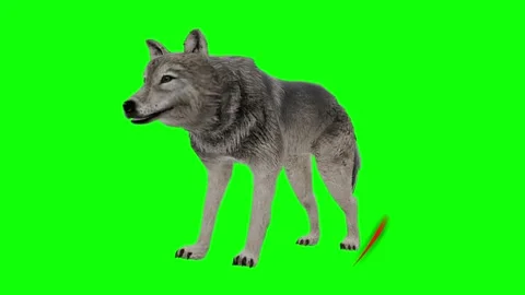 Wolf standing inside a red circle on a green screen background for chroma key Stock Footage 338368372