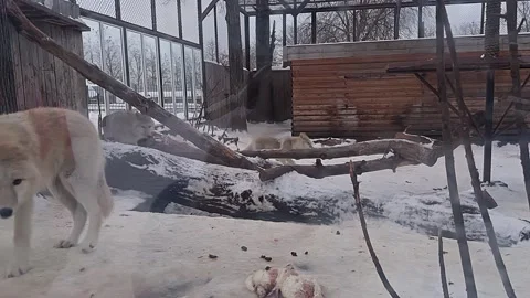 A wolf is standing in a pen with snow on the ground 스톡 동영상 278146544