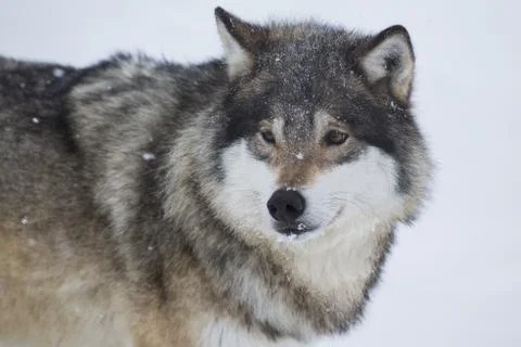 Wolf standing in the snow Stock Photos