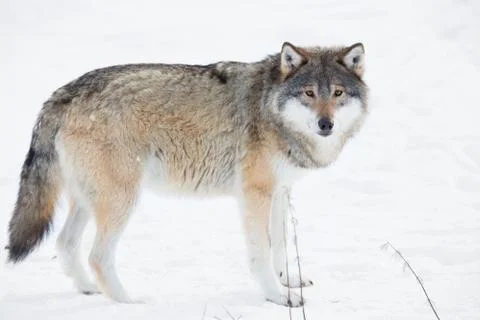 Wolf standing in the snow Stock Photos