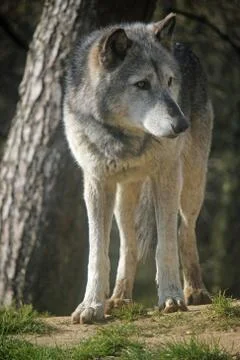 Wolf standing by a tree Stock Photos