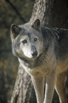 Wolf standing by a tree Stock Photos