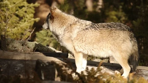Wolf stands and goes 1 Stock Footage 119667069