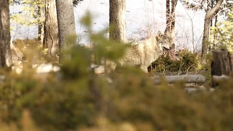 Wolf stands and goes 2 Stock Footage 119675576