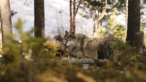 Wolf stands and goes 3 스톡 동영상 119675917