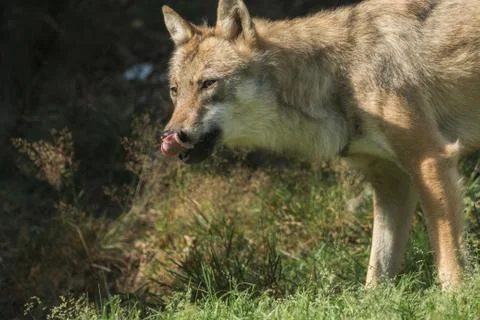 A wolf stands and observes Foto stock