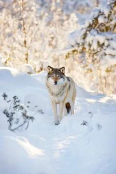 Wolf stands in beautiful winter forest Stock Photos