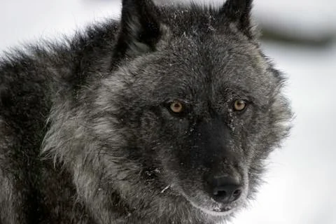 Wolf Stare Stock Photos