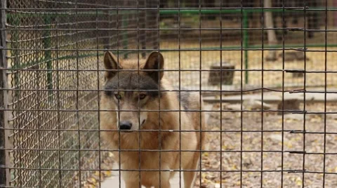 Wolf stares in camera from a cage Vídeos de archivo 68991390