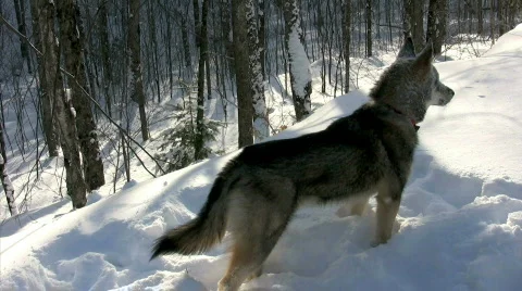 Wolf Staring in snow Stock Footage 310029