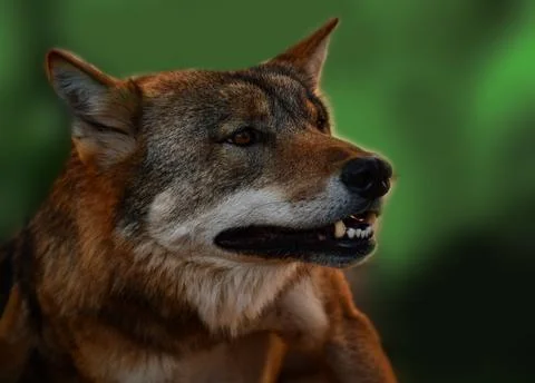 The wolf is a strong and fast predator of dense taiga forests Stock Photos
